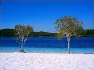 Australia, Wyspa, Drzewa, Frazer Island, Jezioro