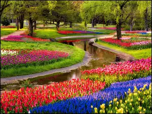 Park, Tulipany, Rzeczka, Kwiaty
