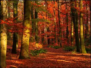 Jesień, Las, Ścieżka