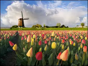 Tulipany, Wiatrak, Kolorowe
