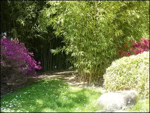 Różanecznik, Ogród, Azalie