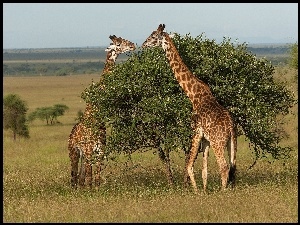 Żyrafy, Tanzania, Sawanna, Park Narodowy Serengeti