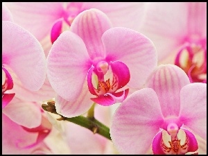 Różowe, Orchidee
