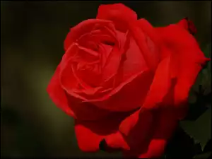 Róża, Kwiat, Czerwona