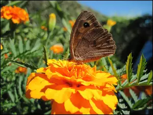 Motyl, Kwiaty, Aksamitki