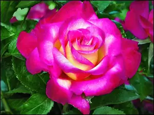 Róża, Kwiat, Purpurowa