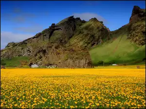 Góry, Pospolity, Kwiaty, Mniszek