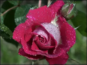 Czerwona, Rosy, Róża, Kropelki