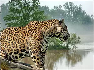 Mgła, Jaguar, Woda