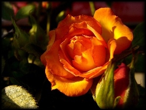 Róży, Kwiat, Pomarańczowej