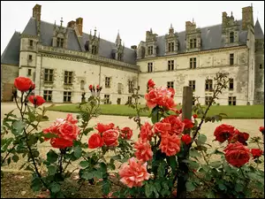 Ogród, Amboise. Francja, Róże, Zamek