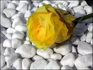 Róża, Kamienie, Żółta