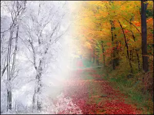 Drzewa, Zima, Las, Jesień