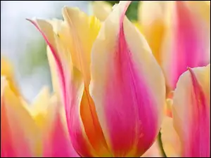 Tulipany, Kremowo, Różowe