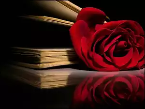 Czerwona, Kompozycja, Róża, Książki
