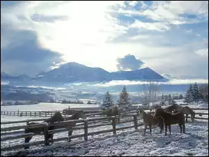Konie, Góry, Zagroda, Zima