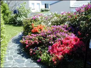 Rododendronów, Dom, Kwitnące, Ogród, Krzewy