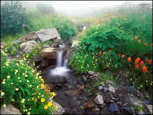 Wodospad, Kwiaty, Strumyk, Kamienia