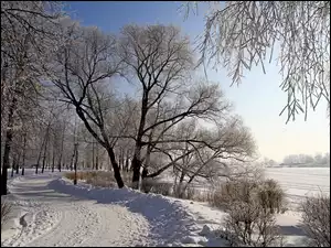 Zima, Śnieg, Droga, Drzewa