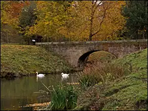 Park, Łabędzie, Rzeka, Most