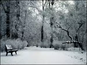 Park, Zima, Drzewa, Ławka