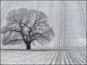 Zima, Drzewo, Pola