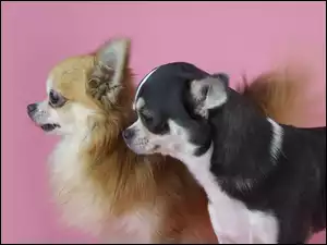Chihuahua, Dwa, Pieski