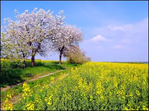 Ścieżka, Drzewa, Pole, Wiosna, Rzepaku, Kwitnące