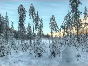 Poranek, Drzewa, Zima