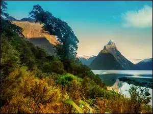 Nowa Zelandia, Krzewy, Góra