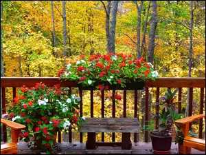 Jesień, Kwiaty, Las, Balkon