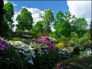 Rododendron, Park, Kwiaty