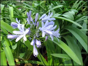 Agapantu, Niebieski, Kwiat
