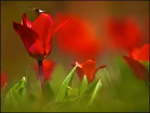 Pszczoła, Czerwone, Tulipany