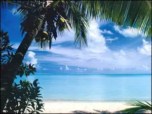 Morze, Bora Bora, Palma, Wyspa