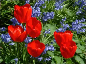 Czerwone, Hiacynt, Tulipany, Niebieski