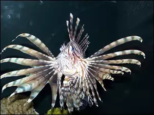 Ryba, Pterois