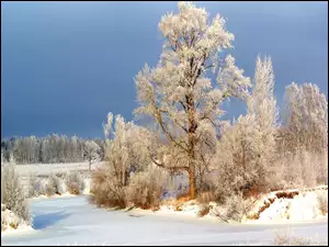 Zima, Drzewa, Droga