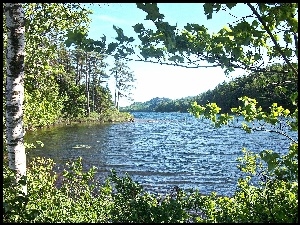 Maine, Jezioro, Drzewa