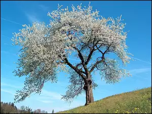 Wiosna, Drzewo, Łąka, Kwitnące