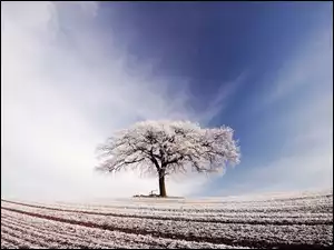 Drzewo, Zima, Niebo, Pola