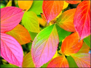 Jesieni, Kolorowe, Liscie