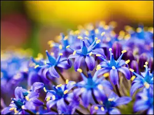 Kwiatuszki, Delikatne, Niebieskie