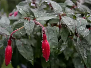 Deszczu, Fuksja, Krople