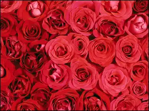 Róże, Kwiaty, Czerwone