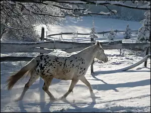 Wybieg, Koń, Zima