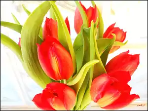 Bukiet, Czerwony, Tulipany