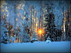 Las, Zima, Przebijające, Światło