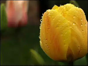 Żółty, Rosy, Tulipan, Krople