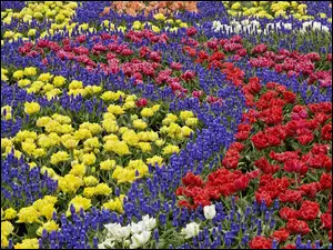 Kwiaty, Szafirki, Kolorowe, Tulipany